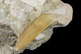 Otodus Shark Tooth Fossil in Rock - Eocene #161116-1